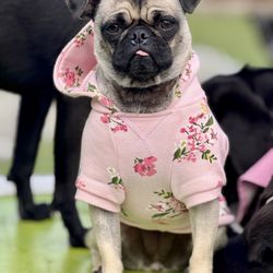 Paw Commons Pet Resort - Kearny Mesa