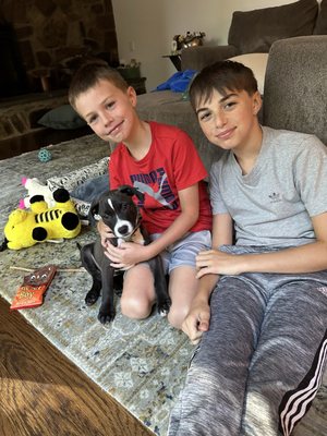 Lucky Dog Animal Rescue by null