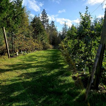 Alpenfire Cider & Orchard - Orchard stroll - Cideries Near Me - Port Townsend, Washington