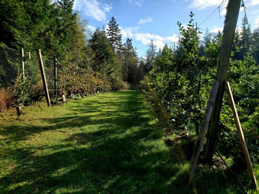 Alpenfire Cider by null