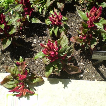 Chicago Botanic Garden - Spiky Celosia, the flower I found my engagement ring on! - Botanical Gardens Near Me - Glencoe, Illinois