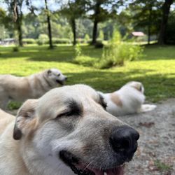 Bourbon City Bark Park
