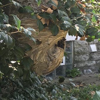 Better Pest Control - Bald Face Hornet nest. - Pest Control Near Me
