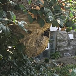 Better Pest Control - Bald Face Hornet nest.