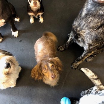 The Enrichment Center - Pet Training Near Me The Enrichment Center - Pet Training Near Me