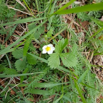 Erlebnisweg Vorbichl - Blüte Walderdbeere - Hiking Near Me