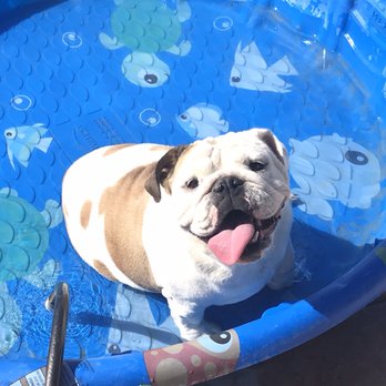 Eagle Mountain Dog Boarding and Grooming - English Bulldog enjoying the pool! - Pet Groomers Near Me - Eagle Mountain, Utah Eagle Mountain Dog Boarding and Grooming - English Bulldog enjoying the pool! - Pet Groomers Near Me - Eagle Mountain, Utah