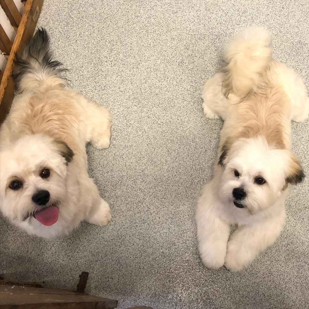 HAPPY PAWS SPA 85 Photos Bergen Way, Hull, United Kingdom Pet