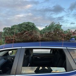 Long's Christmas Tree Farm - Christmas tree