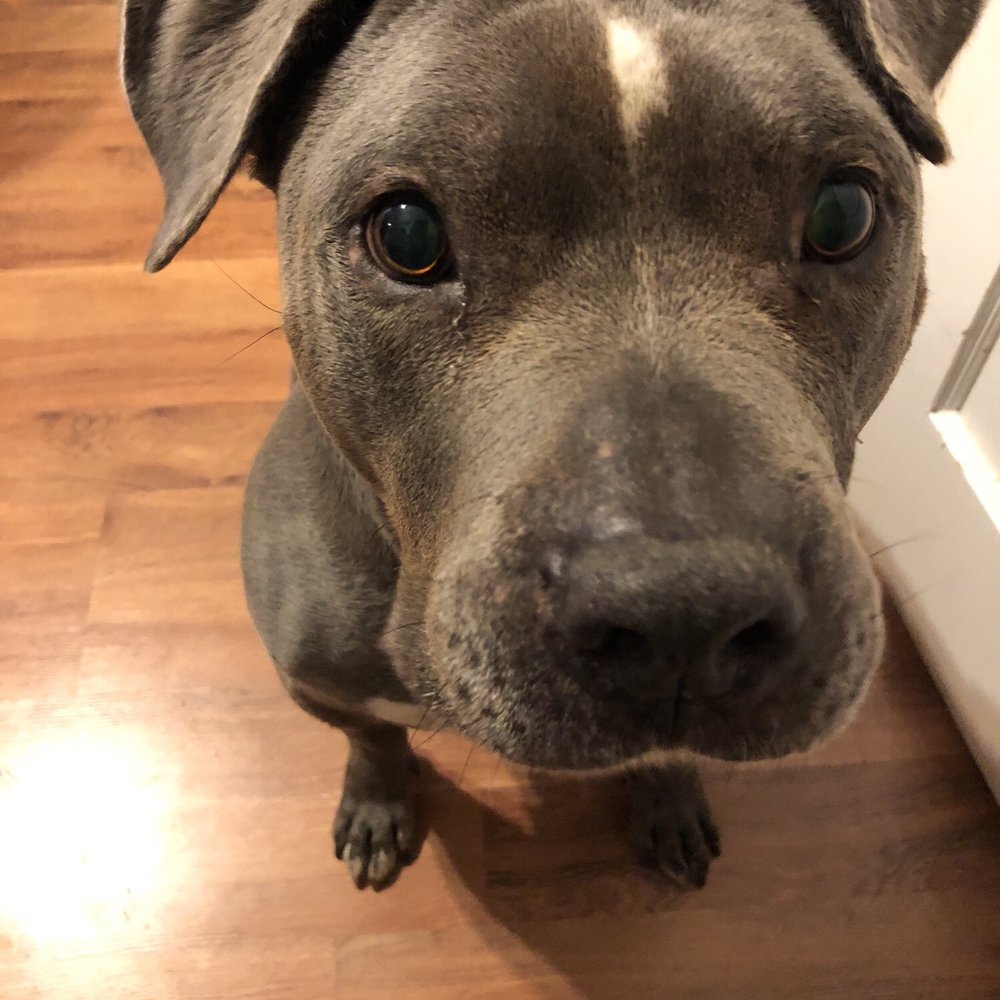 Doggies Angels - Mr Rowdy! Everyone loves him! Thank you Dana! - Dog Walkers Near Me