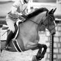 Photo of Vogel Equine