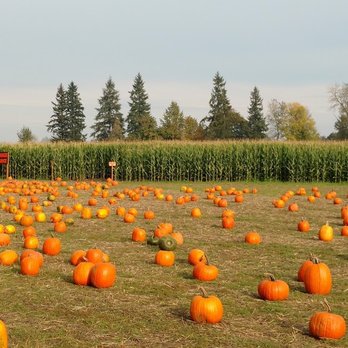 Fir Point Farms - Pumpkins and corn!!!!!!!!! - Fruits & Veggies Near Me - Aurora, Oregon Fir Point Farms - Pumpkins and corn!!!!!!!!! - Fruits & Veggies Near Me - Aurora, Oregon