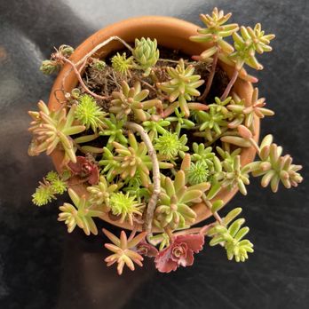 Wanda's Cafe + Bakery - Beautiful succulent by our table. - Bakeries Near Me - Nehalem, Oregon Wanda's Cafe + Bakery - Beautiful succulent by our table. - Bakeries Near Me - Nehalem, Oregon