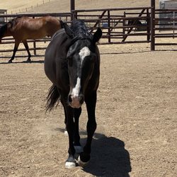 Lone Tree Ranch