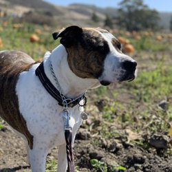 Rav'n Dog Training - Malcolm