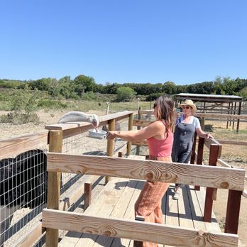 Ostrichland USA - Get the feed bowl! And hold with both hands! - Attraction Farms Near Me - Solvang, California