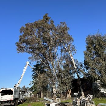 Ortiz B Tree Service - Reducing eucalyptus tree to 50% - Tree Services Near Me Ortiz B Tree Service - Reducing eucalyptus tree to 50% - Tree Services Near Me