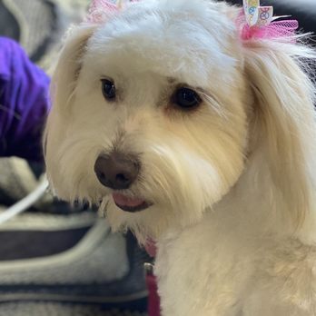Fresh Pup Spa - Pet Groomers Near Me Fresh Pup Spa - Pet Groomers Near Me