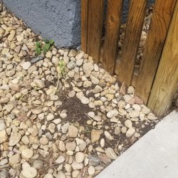 Old Town Landscape - remnants of destroyed sunflowers.