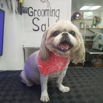 D'Petmode - Pet Groomers Near Me - New York, New York