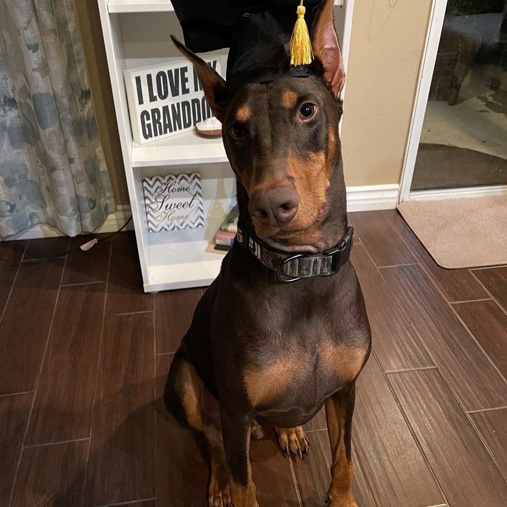 Restored k-9 Academy - Pet Training Near Me Restored k-9 Academy - Pet Training Near Me