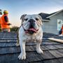 Photo of Go Dawgs Roof Roof
