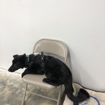 A Paw Above Dog Training - My puppy took over my seat on her first day. - Pet Training Near Me - Valencia, California