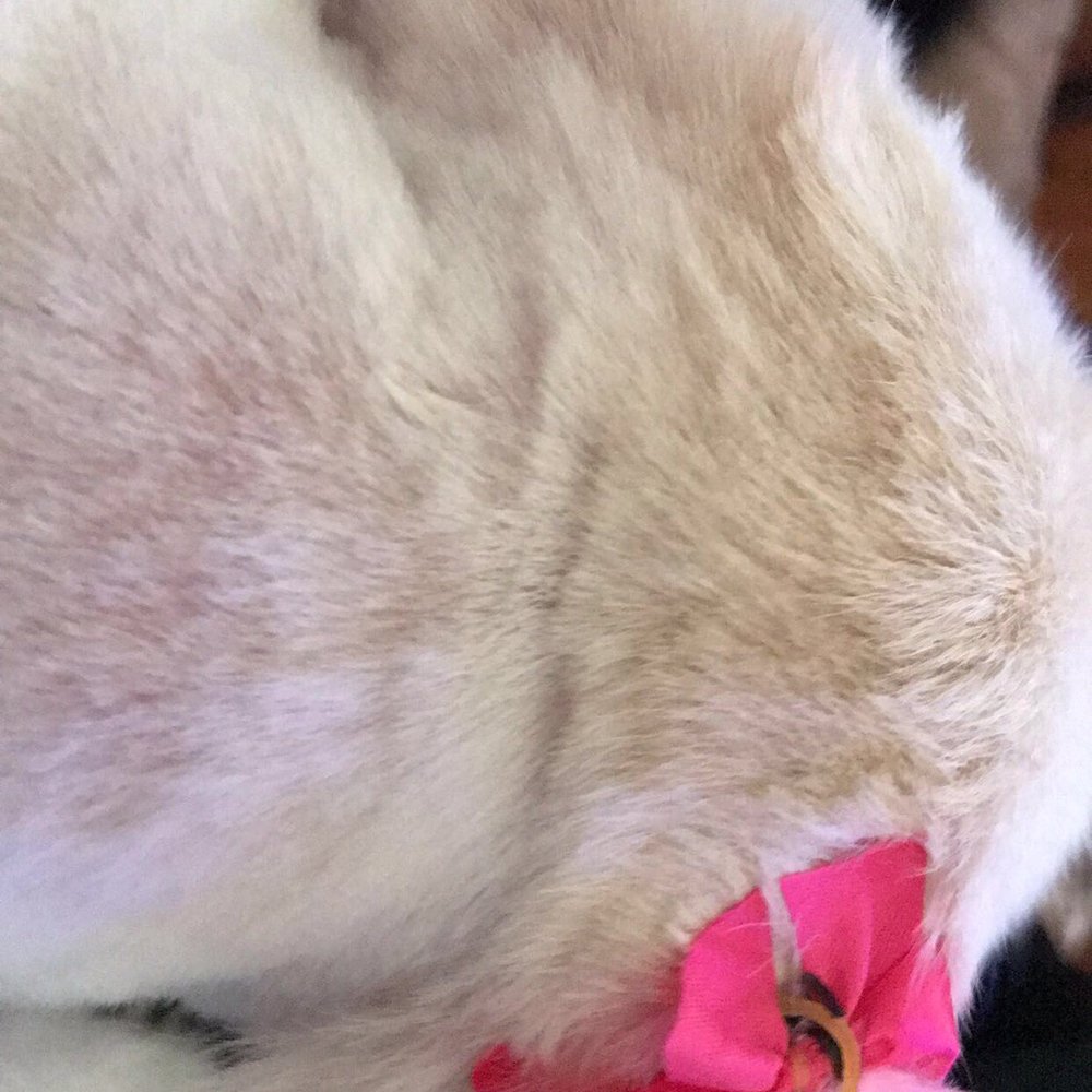 Calling All Paws - It's hard to see in pictures but her neck is cut so uneven - Pet Groomers Near Me - Las Vegas, Nevada Calling All Paws - It's hard to see in pictures but her neck is cut so uneven - Pet Groomers Near Me - Las Vegas, Nevada