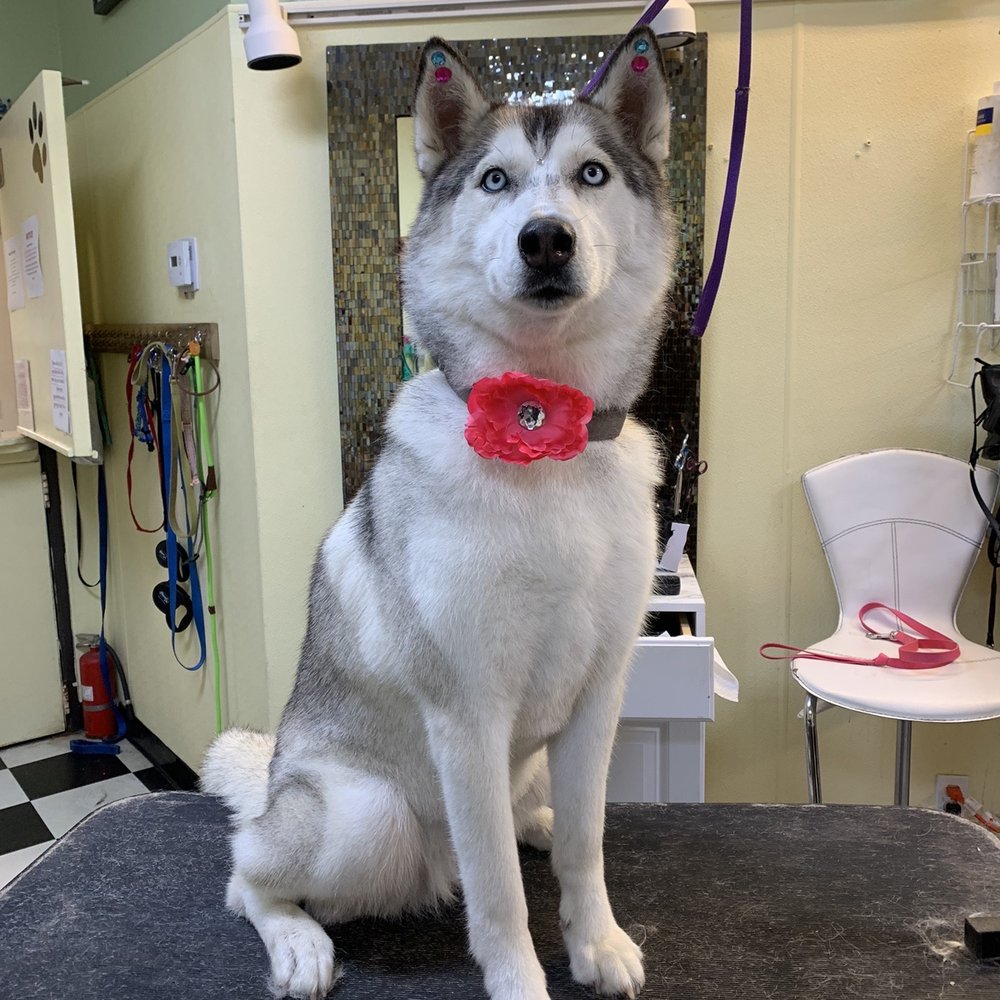 Heavenly Paws - After- she looks like a whole new puppy! Nice, clean and looking pretty - Pet Groomers Near Me - Upland, California Heavenly Paws - After- she looks like a whole new puppy! Nice, clean and looking pretty - Pet Groomers Near Me - Upland, California