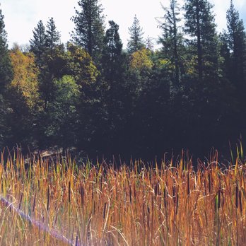 Lake Fulmor - Cattails and - Lakes Near Me Lake Fulmor - Cattails and - Lakes Near Me