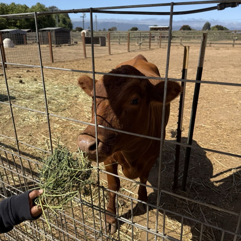 A beautiful A2 cow. We learned so many things about farm animals during our visit. A beautiful A2 cow. We learned so many things about farm animals during our visit.