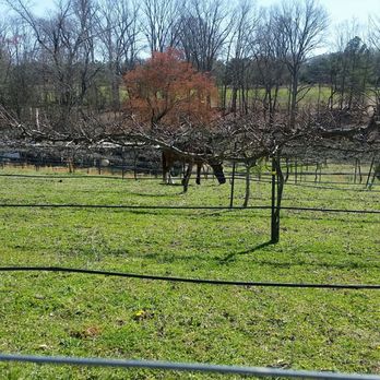 Treehouse Vineyards - They have horses - Venues & Event Spaces Near Me - Monroe, North Carolina Treehouse Vineyards - They have horses - Venues & Event Spaces Near Me - Monroe, North Carolina