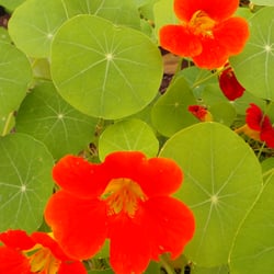 Tuin van Monet