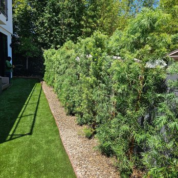 Pineda's Tree Care - After - Tree Services Near Me Pineda's Tree Care - After - Tree Services Near Me