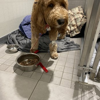VEG ER for Pets - In the giant kennel. - Emergency Pet Hospital Near Me - Overland Park, Kansas VEG ER for Pets - In the giant kennel. - Emergency Pet Hospital Near Me - Overland Park, Kansas