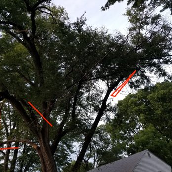 Marvin Tree and Lawn Service - Elm Before - a lot of dead wood - Tree Services Near Me Marvin Tree and Lawn Service - Elm Before - a lot of dead wood - Tree Services Near Me