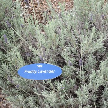 Ali'i Kula Lavender - Tours Near Me - Kula, Hawaii Ali'i Kula Lavender - Tours Near Me - Kula, Hawaii