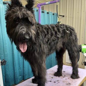 Liv's Grooming - Enzo before (1/2) - Pet Groomers Near Me Liv's Grooming - Enzo before (1/2) - Pet Groomers Near Me