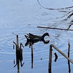 John Chesnut Sr Park - Common gallinule