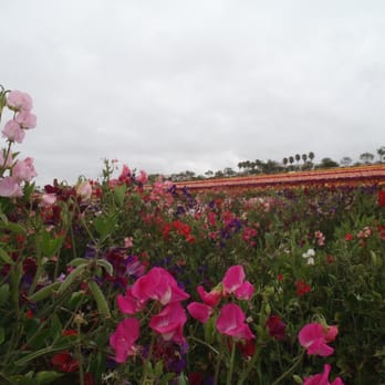 The Flower Fields - Venues & Event Spaces Near Me - Carlsbad, California