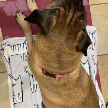 Holistic Veterinary Center - Veterinarians Near Me - Calabasas, California Holistic Veterinary Center - Veterinarians Near Me - Calabasas, California