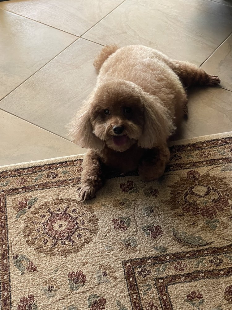 DON CARLOS MOBILE GROOMING Eustis, Florida Pet Groomers Phone