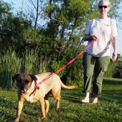 Pearland Pet Resort - Dogs are walked 4 to 5 times a day on our private property where there is no vehicle traffic.