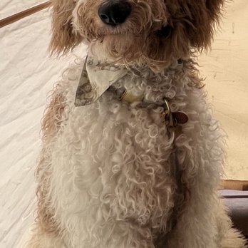 Pampered Paws - Before his haircut (yes he has been waiting for the right groomer) - Pet Groomers Near Me - Mill Creek, Washington