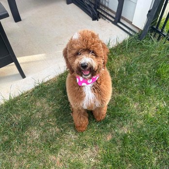 Modern Pet Salon - Ballantyne - After deluxe bath - Pet Groomers Near Me - Charlotte, North Carolina Modern Pet Salon - Ballantyne - After deluxe bath - Pet Groomers Near Me - Charlotte, North Carolina
