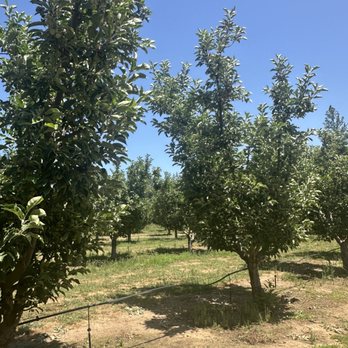 Sierra Cider - Cideries Near Me - Mariposa, California