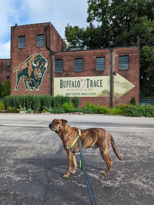 Buffalo Trace Distillery by null
