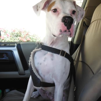 South Congress Veterinary Clinic - leaving sans cone of shame!!!! - Veterinarians Near Me - Austin, Texas South Congress Veterinary Clinic - leaving sans cone of shame!!!! - Veterinarians Near Me - Austin, Texas