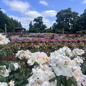 Peninsula Park - Roses in full bloom - Parks Near Me - Portland, Oregon Peninsula Park - Roses in full bloom - Parks Near Me - Portland, Oregon