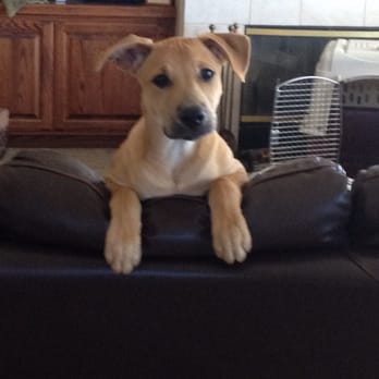 Four Paws Inn - Chief says "Hello!" - Pet Sitting Near Me - Banning, California